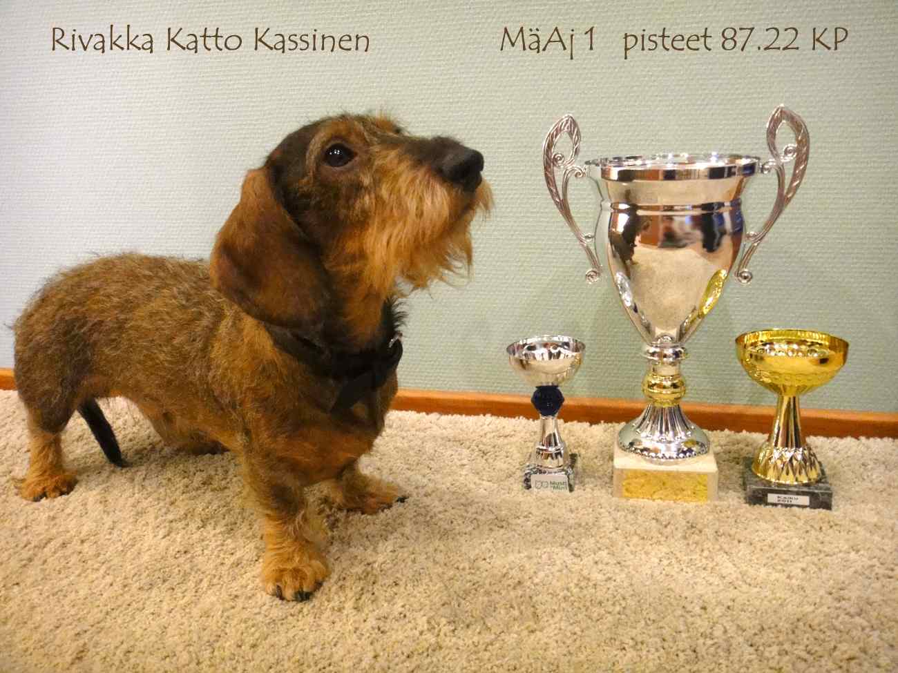 Rivakka_Katto_Kassinen