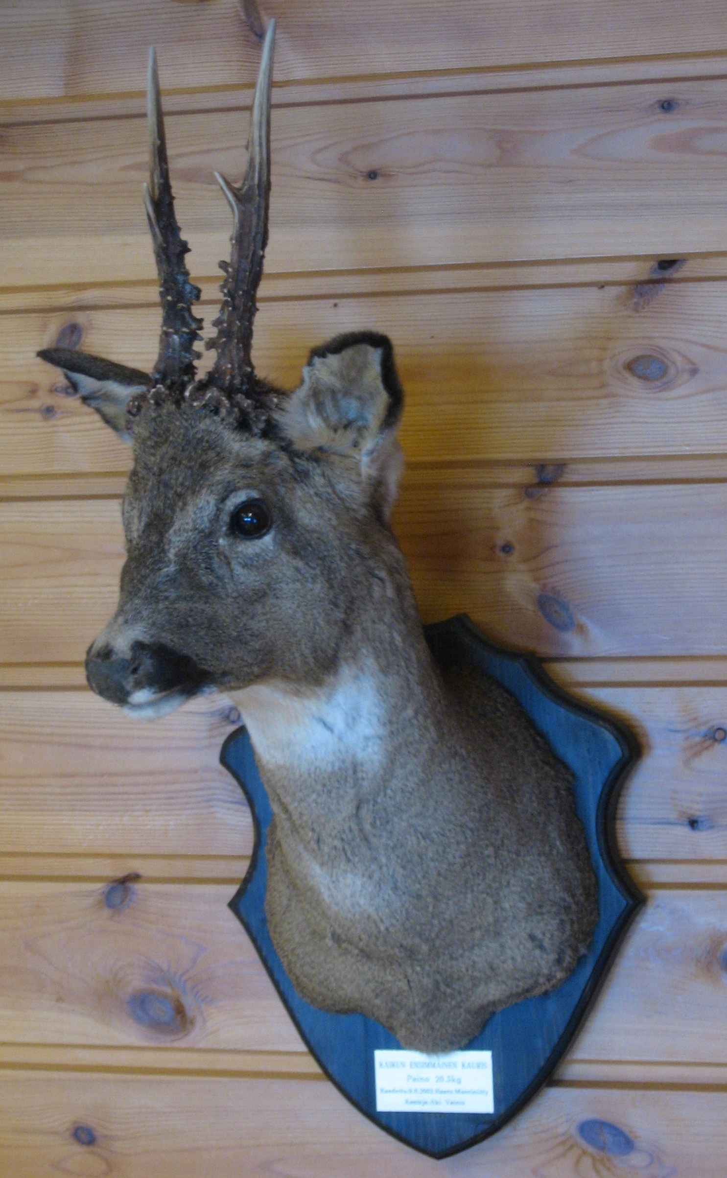 Kaurispukki