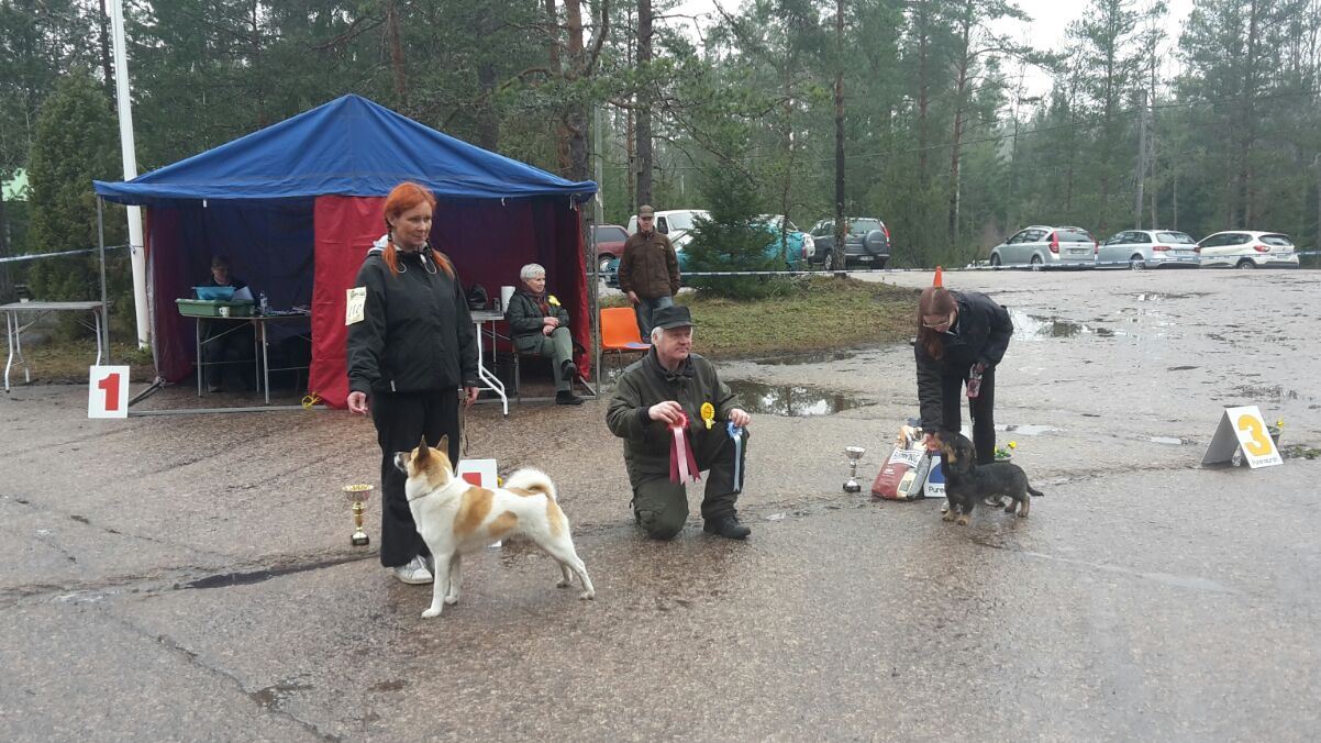 Koirien ryhmänäyttely 2015