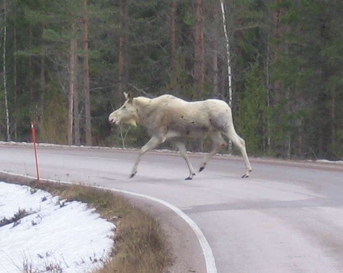 Vaalea_kaunotar